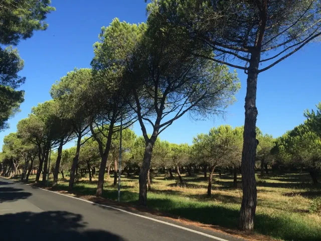 In pendenza di domanda di sanatoria