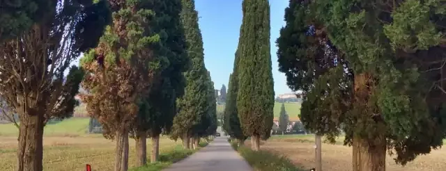 viale alberato cipressi petroio