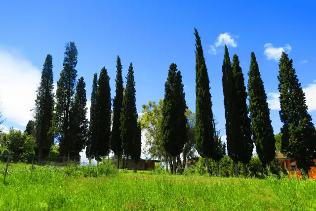 La Sanatoria edilizia non estingue il reato paesaggistico